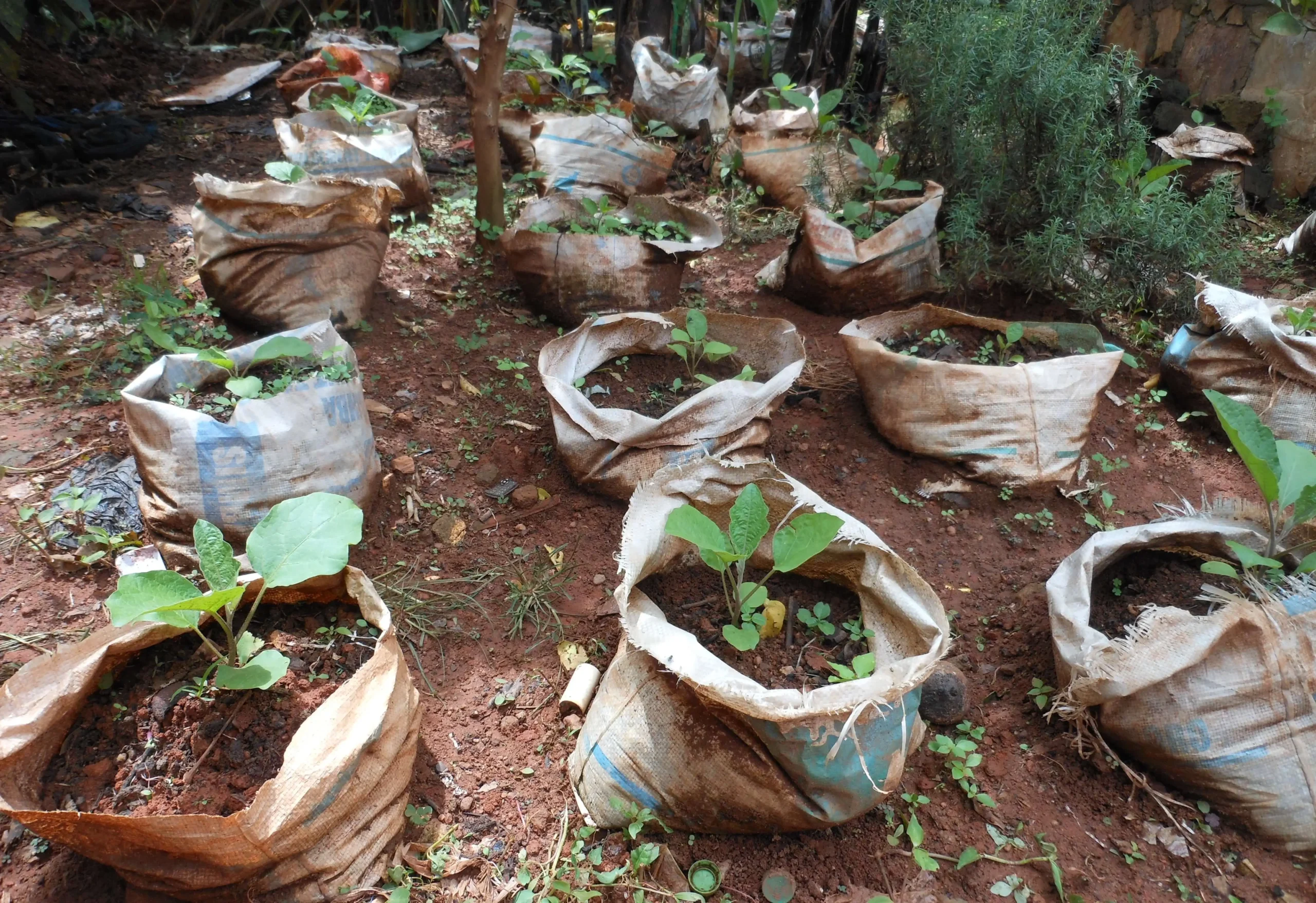 Beneficiaries receive seeds and tools pum splaying (11)